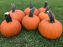 Fall Products