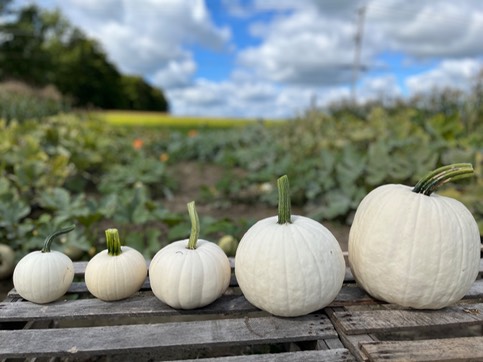 All White Pumpkins